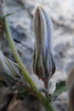 Campanula celsii subsp. celsii \ Cels' Glockenblume / Cels' Bellflower, GR Athen 10.4.2019