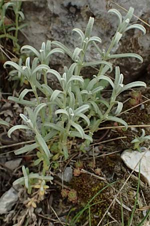 Cerastium candidissimum \ Griechischer Silber-Teppich / Silver Carpet, Greek Snow in Summer, GR Peloponnes, Chelmos 18.5.2024