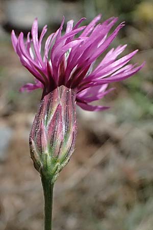 Crupina crupinastrum \ Echter Schlupfsame / False Saw Wort, GR Peloponnes, Saitas 19.5.2024