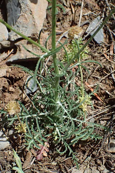 Crupina crupinastrum \ Echter Schlupfsame / False Saw Wort, GR Peloponnes, Saitas 19.5.2024