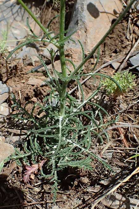 Crupina crupinastrum \ Echter Schlupfsame / False Saw Wort, GR Peloponnes, Saitas 19.5.2024