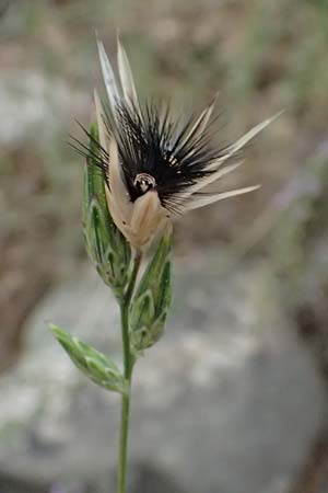 Crupina crupinastrum \ Echter Schlupfsame / False Saw Wort, GR Peloponnes, Diakopto 20.5.2024