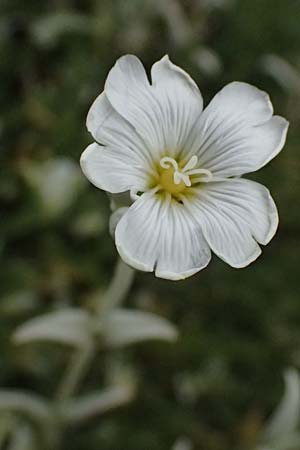 Cerastium candidissimum \ Griechischer Silber-Teppich / Silver Carpet, Greek Snow in Summer, GR Peloponnes, Taygetos 27.5.2024