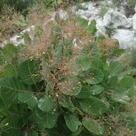 Cotinus coggygria \ Perckenstrauch / Smoke Tree, GR Peloponnes, Taygetos, Viros - Schlucht / Gorge 29.5.2024