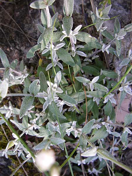 Cerastium decalvans \ Verkahlendes Hornkraut / Balding Mouse-Ear, GR Aoos - Schlucht / Gorge 16.5.2008