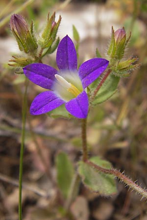 Campanula drabifolia \ Hungerblumenbl&auml;ttrige Glockenblume / Draba-Leaved Bellflower, GR Hymettos 2.4.2013