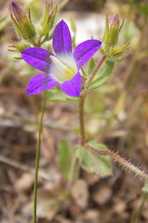 Campanula drabifolia \ Hungerblumenbl&auml;ttrige Glockenblume / Draba-Leaved Bellflower, GR Hymettos 2.4.2013