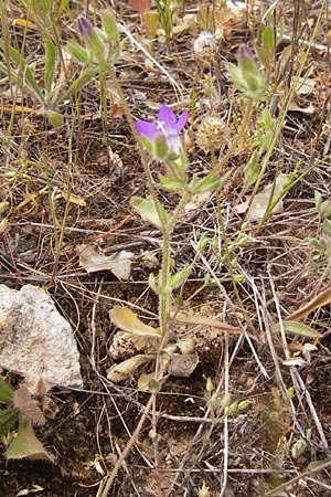 Campanula drabifolia \ Hungerblumenbl&auml;ttrige Glockenblume / Draba-Leaved Bellflower, GR Hymettos 2.4.2013