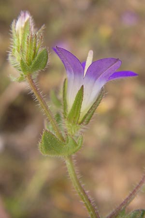 Campanula drabifolia \ Hungerblumenbl&auml;ttrige Glockenblume / Draba-Leaved Bellflower, GR Hymettos 2.4.2013