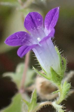 Campanula drabifolia \ Hungerblumenbl&auml;ttrige Glockenblume / Draba-Leaved Bellflower, GR Peloponnes, Taygetos, Proastio 26.5.2024