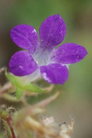 Campanula drabifolia \ Hungerblumenbl&auml;ttrige Glockenblume / Draba-Leaved Bellflower, GR Peloponnes, Taygetos, Proastio 26.5.2024