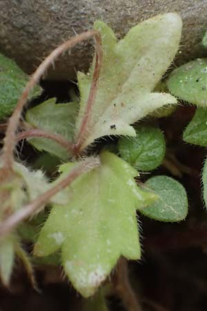 Campanula drabifolia \ Hungerblumenbl&auml;ttrige Glockenblume / Draba-Leaved Bellflower, GR Peloponnes, Taygetos, Proastio 26.5.2024
