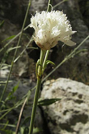 Cephalaria leucantha \ Wei&szlig;er Schuppenkopf / Yellow Scabiosa, GR Parga 24.8.2007