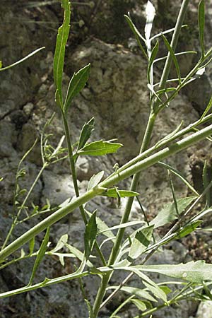 Cephalaria leucantha \ Wei&szlig;er Schuppenkopf / Yellow Scabiosa, GR Parga 24.8.2007