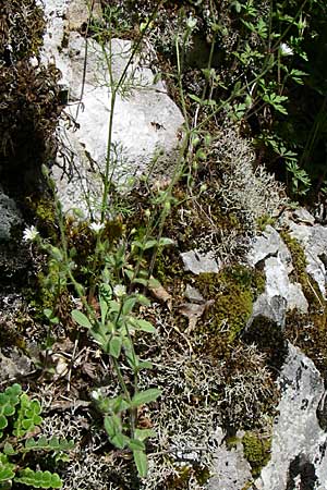 Cerastium brachypetalum subsp. roeseri \ R&ouml;sers Hornkraut / Roeser's Grey Mouse-Ear, GR Zagoria, Vikos - Schlucht / Gorge 15.5.2008