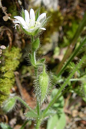 Cerastium brachypetalum subsp. roeseri \ R&ouml;sers Hornkraut / Roeser's Grey Mouse-Ear, GR Zagoria, Vikos - Schlucht / Gorge 15.5.2008