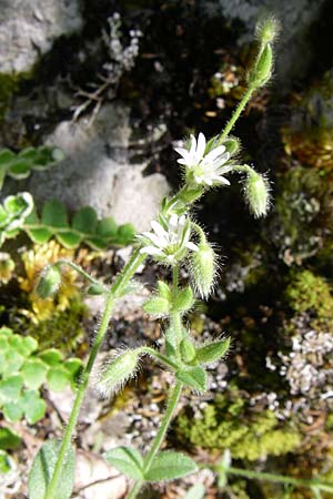 Cerastium brachypetalum subsp. roeseri \ R&ouml;sers Hornkraut / Roeser's Grey Mouse-Ear, GR Zagoria, Vikos - Schlucht / Gorge 15.5.2008