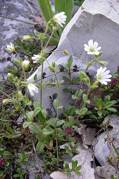 Cerastium smolikanum \ Smolikas-Hornkraut / Smolikas Mouse-Ear, GR Zagoria, Monodendri 15.5.2008