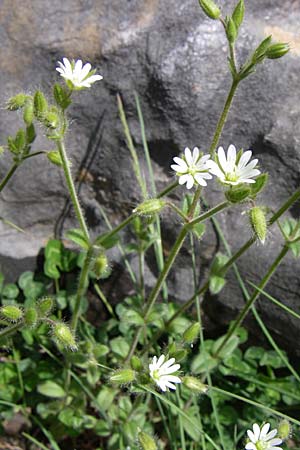 Cerastium brachypetalum subsp. roeseri \ R&ouml;sers Hornkraut / Roeser's Grey Mouse-Ear, GR Timfi 17.5.2008