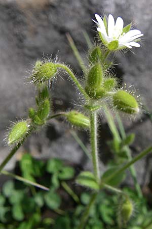 Cerastium brachypetalum subsp. roeseri \ R&ouml;sers Hornkraut / Roeser's Grey Mouse-Ear, GR Timfi 17.5.2008