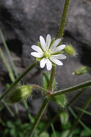 Cerastium brachypetalum subsp. roeseri \ R&ouml;sers Hornkraut / Roeser's Grey Mouse-Ear, GR Timfi 17.5.2008