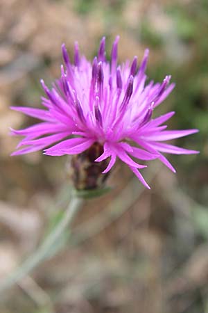 Centaurea attica \ Attische Flockenblume / Attica Knapweed, GR Parnitha 22.5.2008