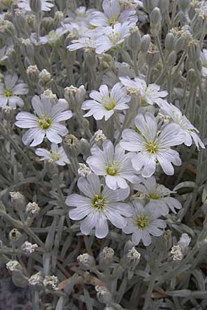 Cerastium candidissimum \ Griechischer Silber-Teppich / Silver Carpet, Greek Snow in Summer, GR Parnitha 22.5.2008
