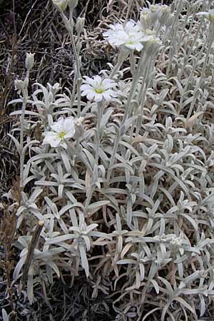 Cerastium candidissimum \ Griechischer Silber-Teppich / Silver Carpet, Greek Snow in Summer, GR Parnitha 22.5.2008