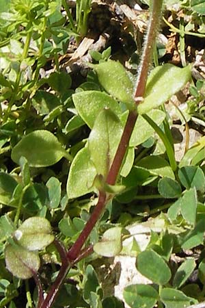 Stellaria cupaniana \ Mittelmeer-Sternmiere / Southern Chickweed, GR Peloponnes, Figalia 29.3.2013
