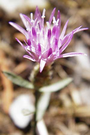 Centaurea cuneifolia subsp. pallida \ Keilbl&auml;ttrige Flockenblume / Wedge-Leaved Knapweed, GR Parnitha 1.9.2014