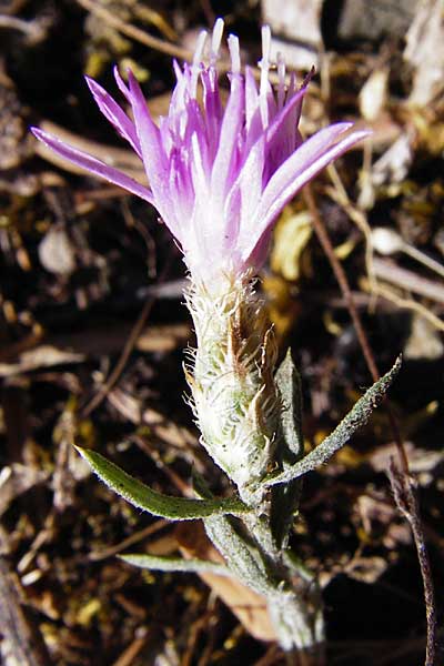 Centaurea cuneifolia subsp. pallida \ Keilbl&auml;ttrige Flockenblume / Wedge-Leaved Knapweed, GR Parnitha 1.9.2014
