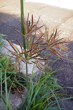 Cyperus rotundus \ Knolliges Zypergras / Purple Nut Sedge, GR Athen 4.9.2014