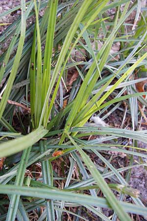 Cyperus rotundus \ Knolliges Zypergras / Purple Nut Sedge, GR Athen 4.9.2014