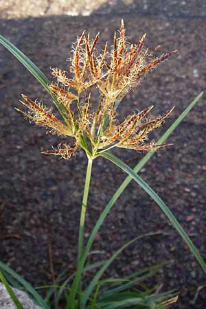Cyperus rotundus \ Knolliges Zypergras / Purple Nut Sedge, GR Athen 4.9.2014