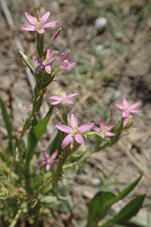 Centaurium tenuiflorum \ Vielbltiges Tausendgldenkraut / Slender Centaury, GR Euboea (Evia), Kanatadika 25.8.2017