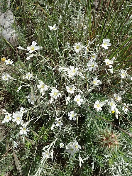 Cerastium candidissimum \ Griechischer Silber-Teppich / Silver Carpet, Greek Snow in Summer, GR Peloponnes, Saitas 19.5.2024