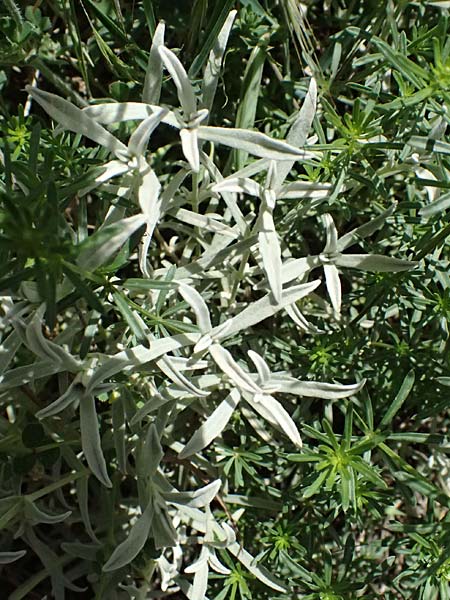 Cerastium candidissimum \ Griechischer Silber-Teppich / Silver Carpet, Greek Snow in Summer, GR Peloponnes, Saitas 19.5.2024