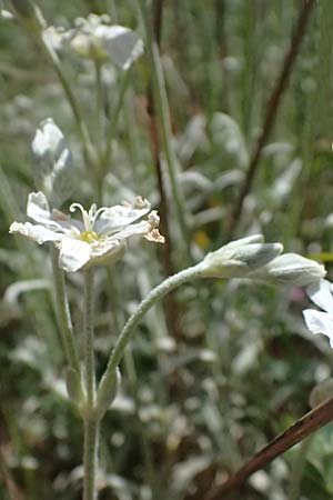 Cerastium candidissimum \ Griechischer Silber-Teppich / Silver Carpet, Greek Snow in Summer, GR Peloponnes, Saitas 19.5.2024