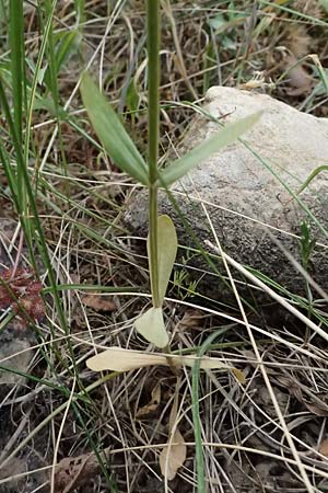 Centaurium erythraea \ Echtes Tausendgldenkraut / Common Centaury, GR Peloponnes, Diakopto 20.5.2024