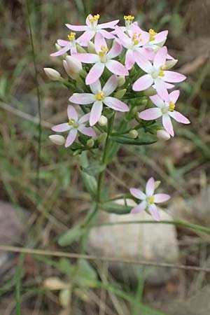 Centaurium erythraea \ Echtes Tausendgldenkraut / Common Centaury, GR Peloponnes, Diakopto 20.5.2024