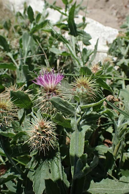 Centaurea sonchifolia \ Endivien-Flockenblume / Endive Star Thistle, GR Peloponnes, Pyrgos 24.5.2024