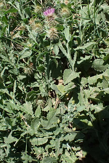 Centaurea sonchifolia \ Endivien-Flockenblume / Endive Star Thistle, GR Peloponnes, Pyrgos 24.5.2024