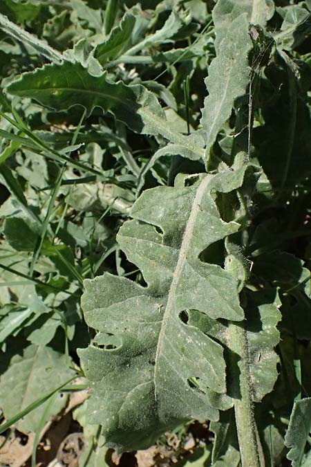 Centaurea sonchifolia \ Endivien-Flockenblume / Endive Star Thistle, GR Peloponnes, Pyrgos 24.5.2024