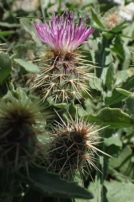 Centaurea sonchifolia \ Endivien-Flockenblume / Endive Star Thistle, GR Peloponnes, Pyrgos 24.5.2024