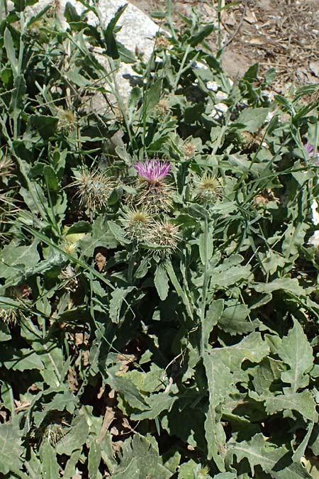 Centaurea sonchifolia \ Endivien-Flockenblume / Endive Star Thistle, GR Peloponnes, Pyrgos 24.5.2024
