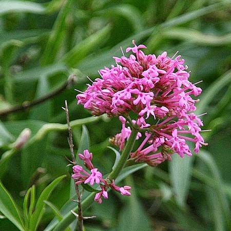 Centranthus ruber subsp. sibthorpii \ Sibthorps Spornblume / Sibthorp's Valerian, GR Akrokorinth 30.1.2014 (Photo: Gisela Nikolopoulou)