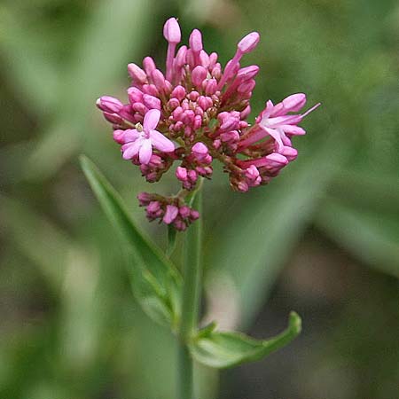Centranthus ruber subsp. sibthorpii \ Sibthorps Spornblume / Sibthorp's Valerian, GR Akrokorinth 29.4.2011 (Photo: Gisela Nikolopoulou)