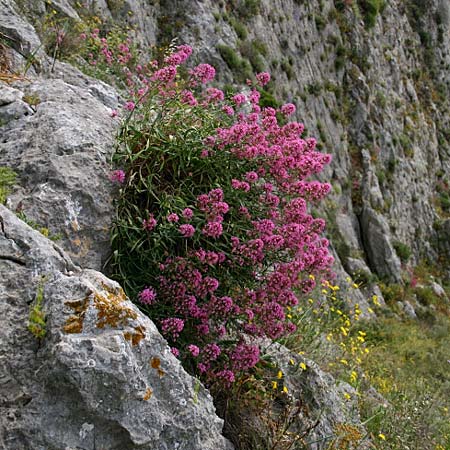 Centranthus ruber subsp. sibthorpii \ Sibthorps Spornblume / Sibthorp's Valerian, GR Akrokorinth 24.4.2014 (Photo: Gisela Nikolopoulou)