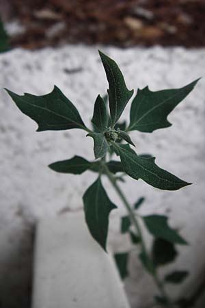 Chenopodium ficifolium \ Feigenblttriger Gnsefu / Fig-Leaved Goosefoot, GR Athen 26.8.2014