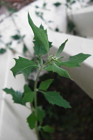 Chenopodium ficifolium \ Feigenblttriger Gnsefu / Fig-Leaved Goosefoot, GR Athen 26.8.2014